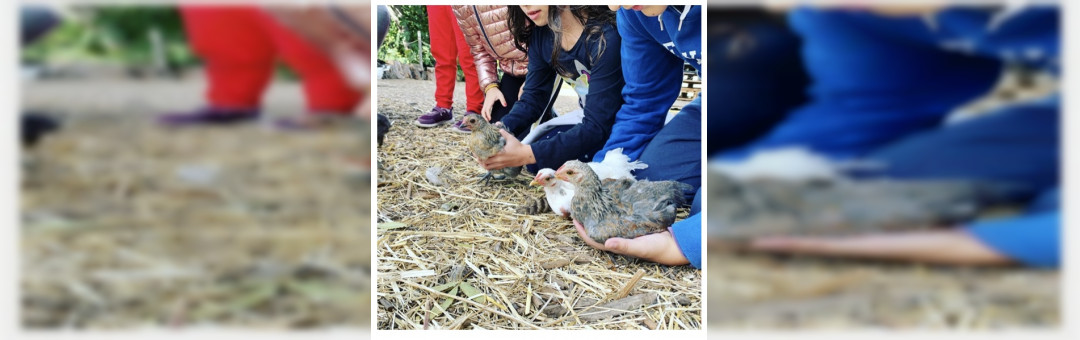 Stage à la ferme