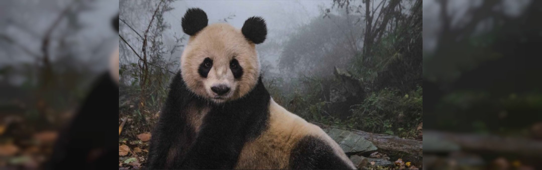Les plus belles photographies de la vie sauvage de la National Geographic Society