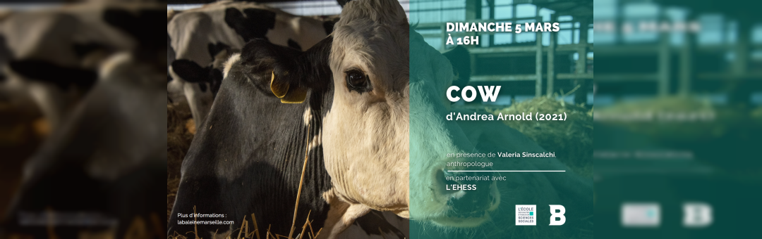 Projection-rencontre avec l’EHESS | COW, d’Andrea Arnold