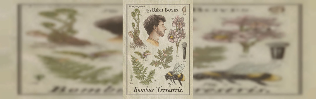 REMI BOYES – Bombus Terrestris