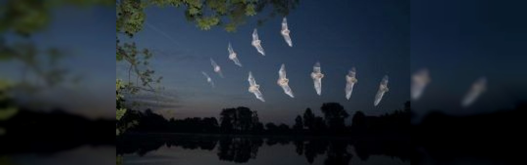 La Nuit de la Chauve Souris en Camargue