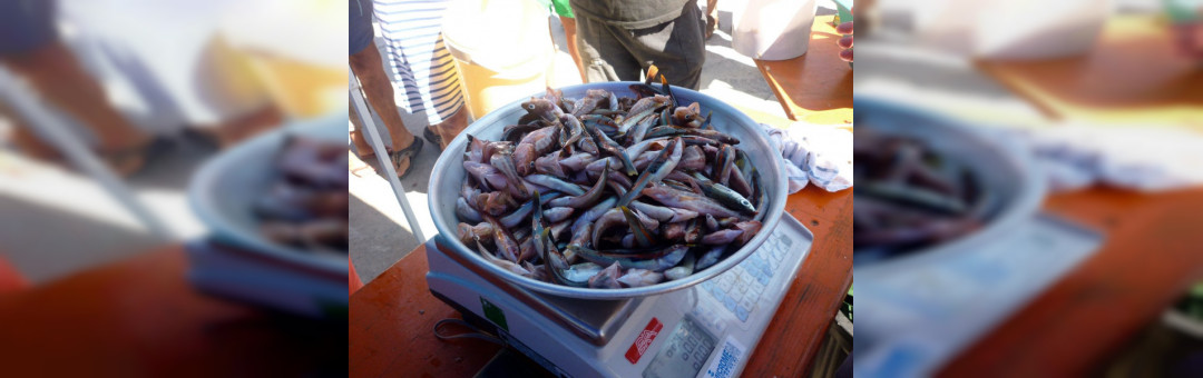 Le grand concours de pêche de Carro !