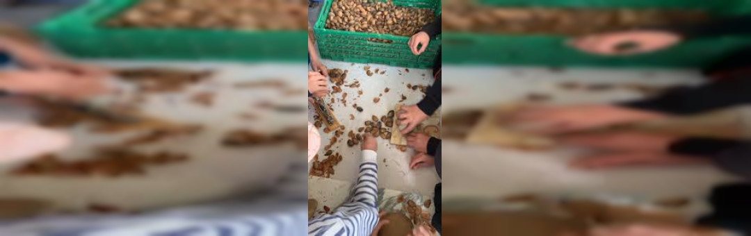 Visite gourmande : Les amandes des Alpilles !