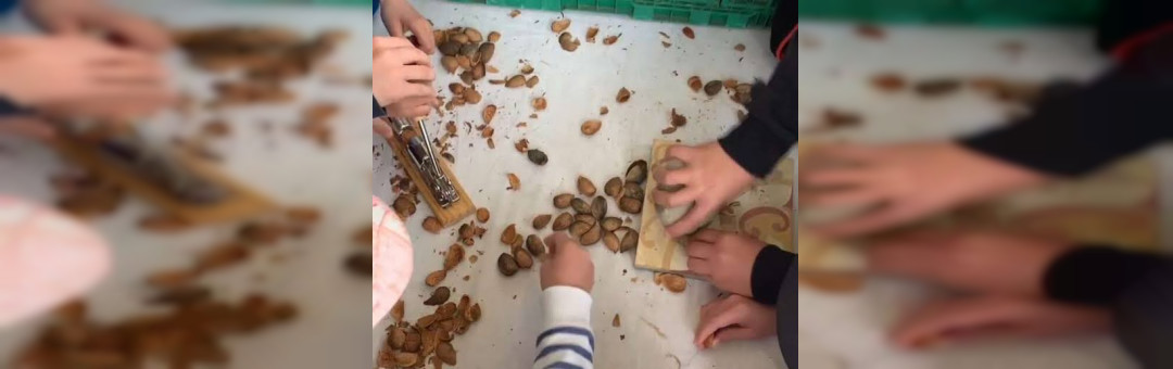 Visite gourmande : Les amandes des Alpilles !