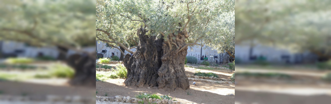 Palestine, j’écris ton nom