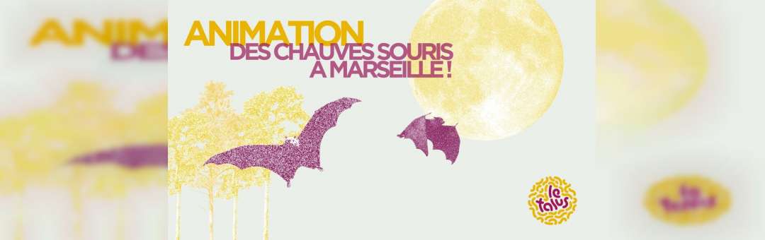 Animation : Des chauves-souris à Marseille !