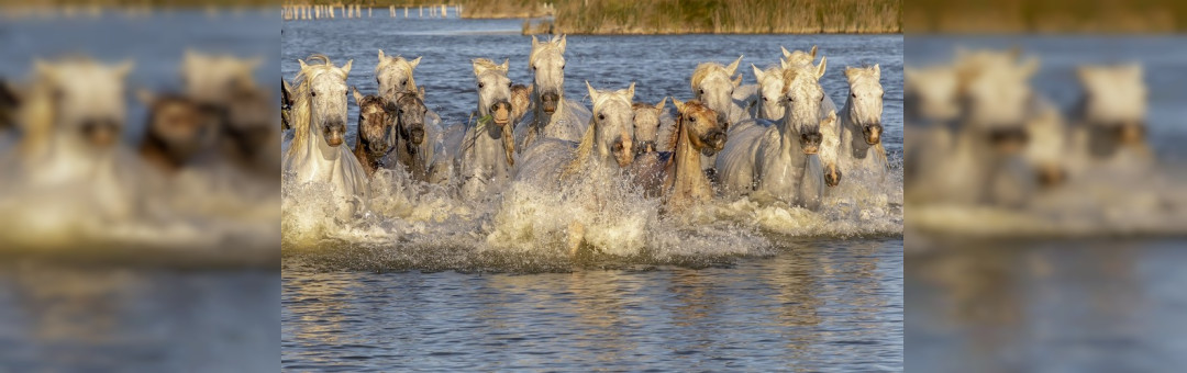 Les cavalier.es de la mer ?