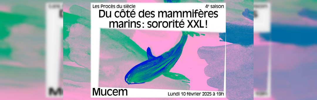 Du côté des mammifères marins : sororité XXL !