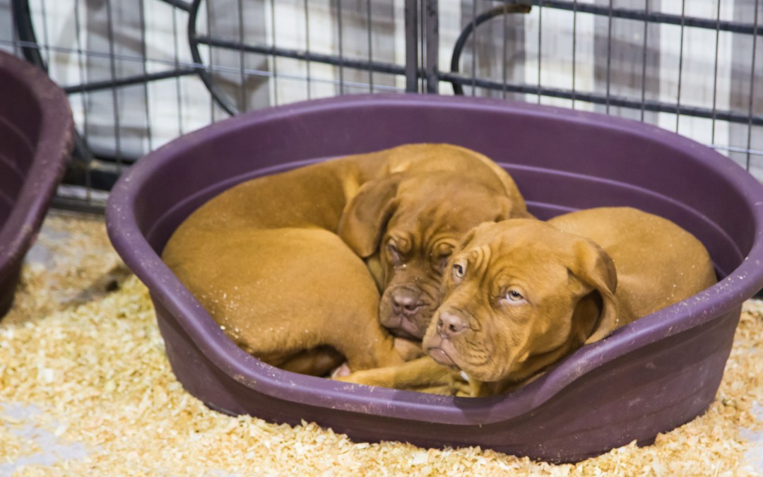 Salon Animal Mania 2016