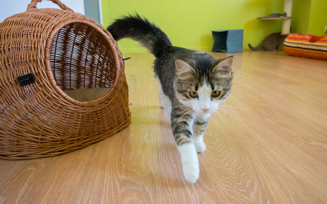 Le Jardin des Chats