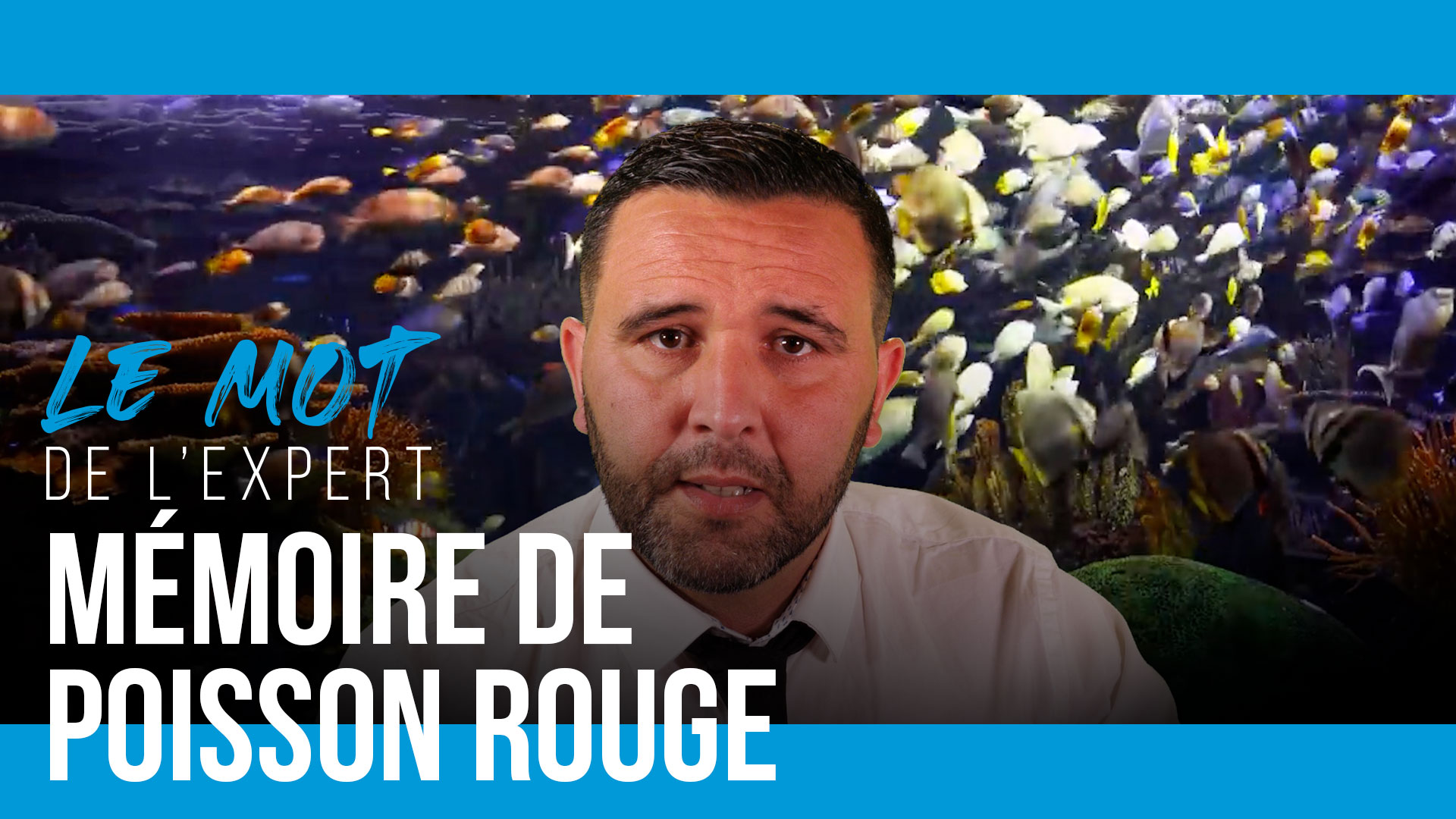 ⚽ Mémoire de poisson rouge - Le Mot de l'Expert ! - Tarpin bien