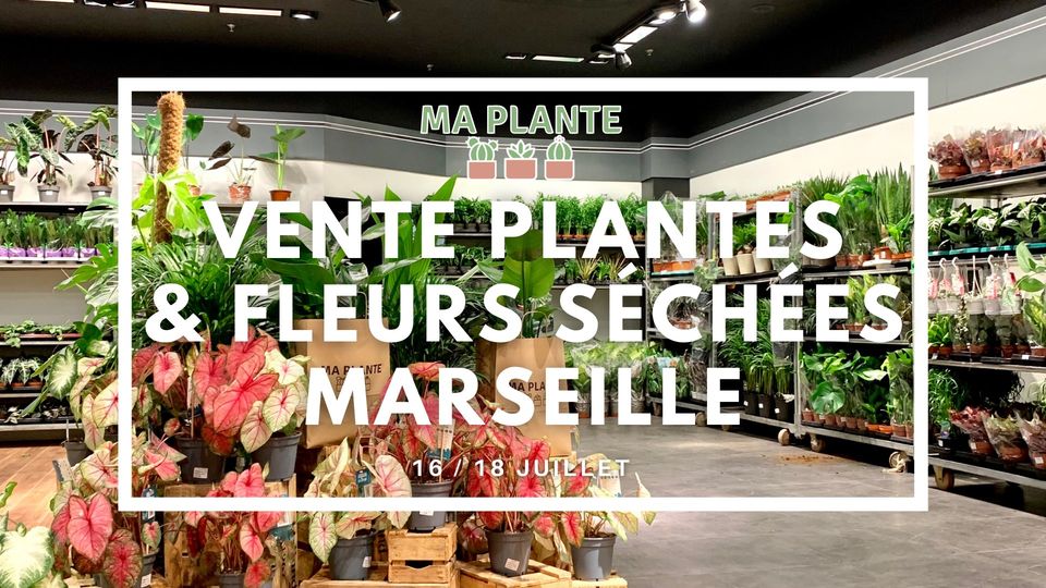 Vente Plantes & Fleurs séchées Marseille Les Terrasses Du Port Tarpin bien