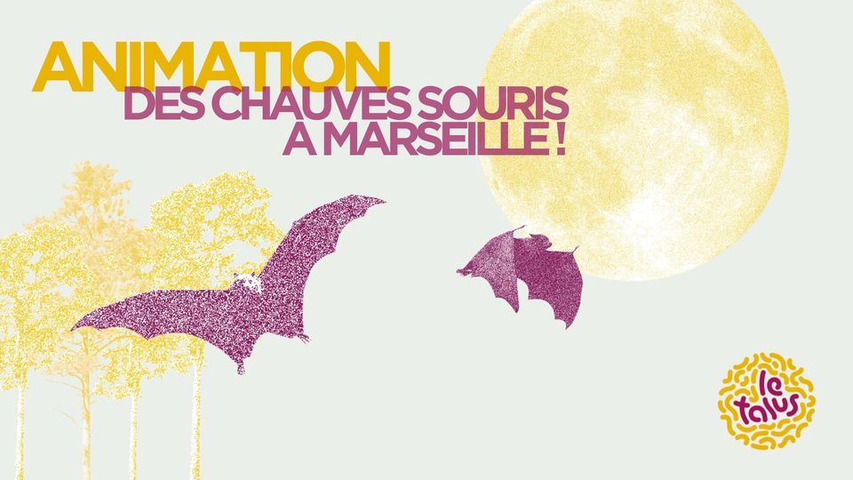 Animation : Des chauves-souris à Marseille !