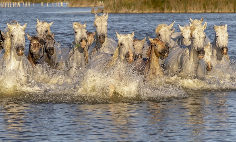 Les cavalier.es de la mer ?