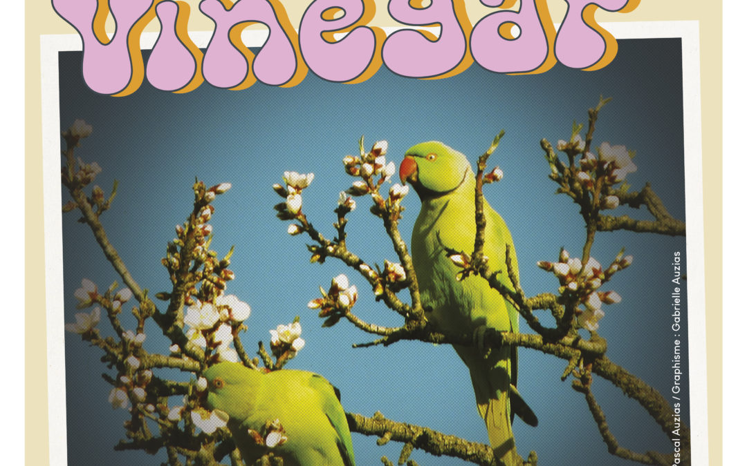 CONCERT DOC VINEGAR ( Indie Pop)