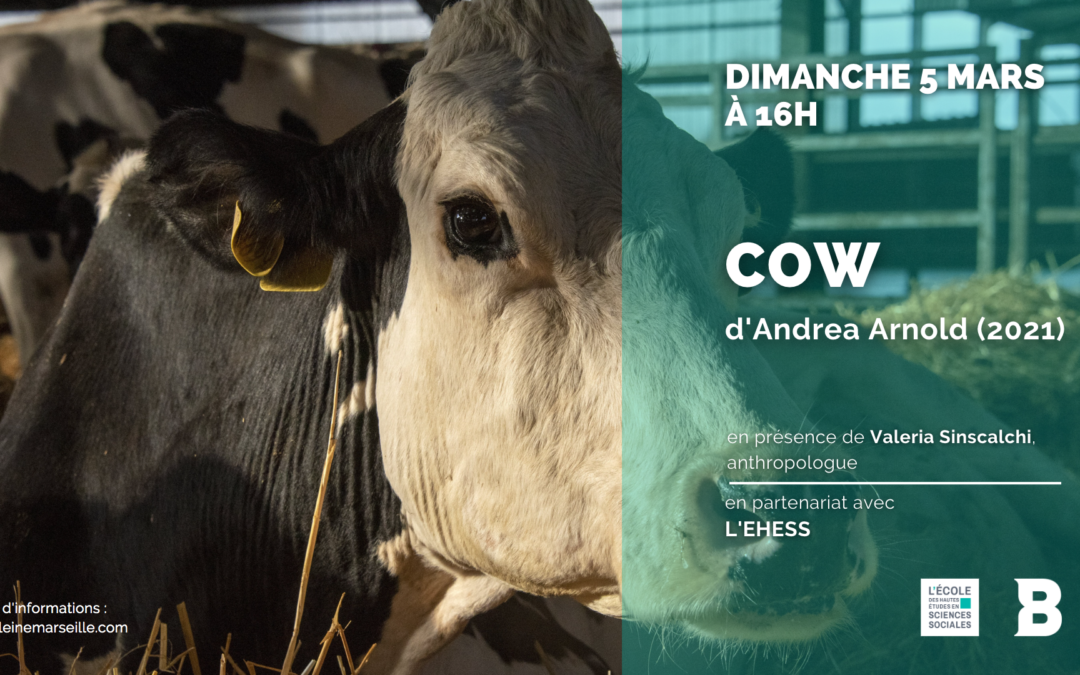 Projection-rencontre avec l&rsquo;EHESS | COW, d’Andrea Arnold