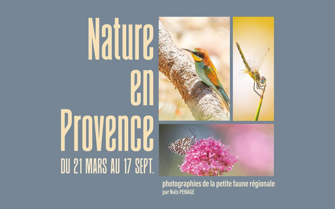 Nature en Provence, photographies de la petite faune régionale par Naïs Pénagé
