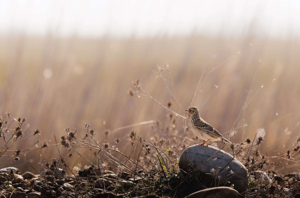 Une visite guidée du parc ornithologique de Camargue