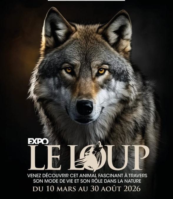 Le loup à la maison Sainte Victoire