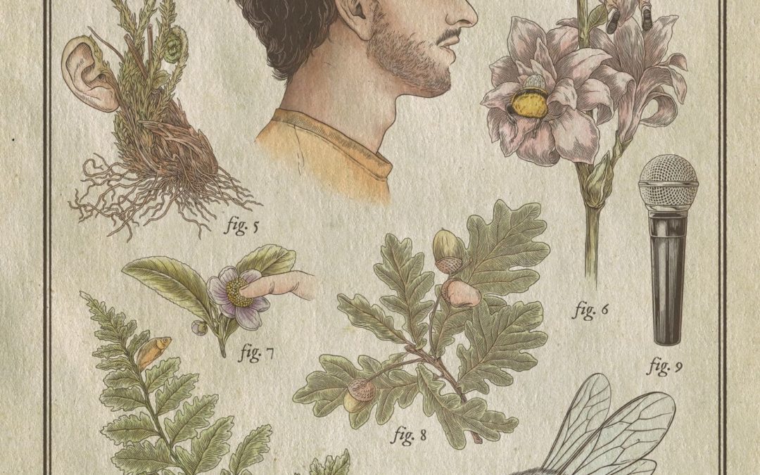 REMI BOYES – Bombus Terrestris