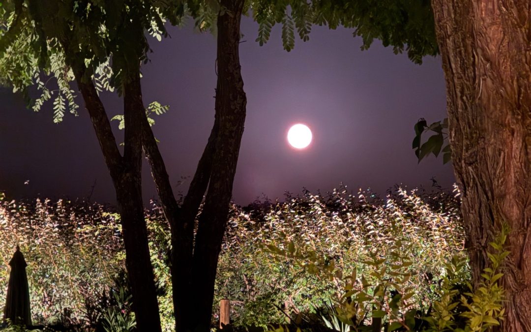 Que faire en Provence cette semaine ? (du 20 au 24 mai)
