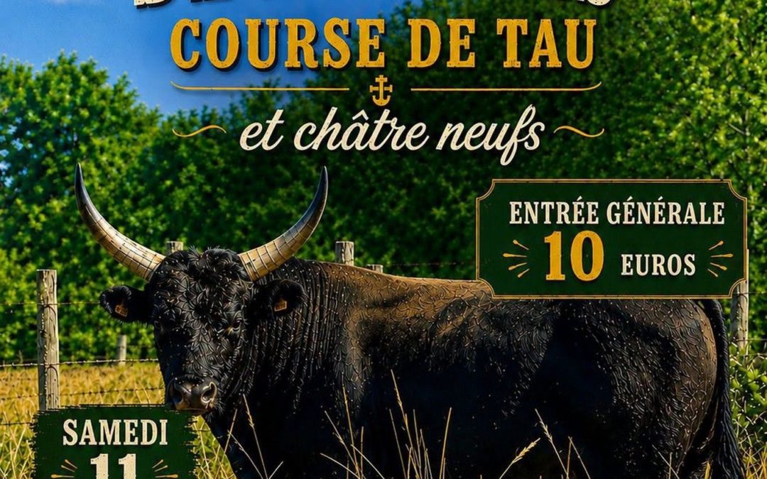 Assistez à une course de tau dans les Arènes de Mouriès !
