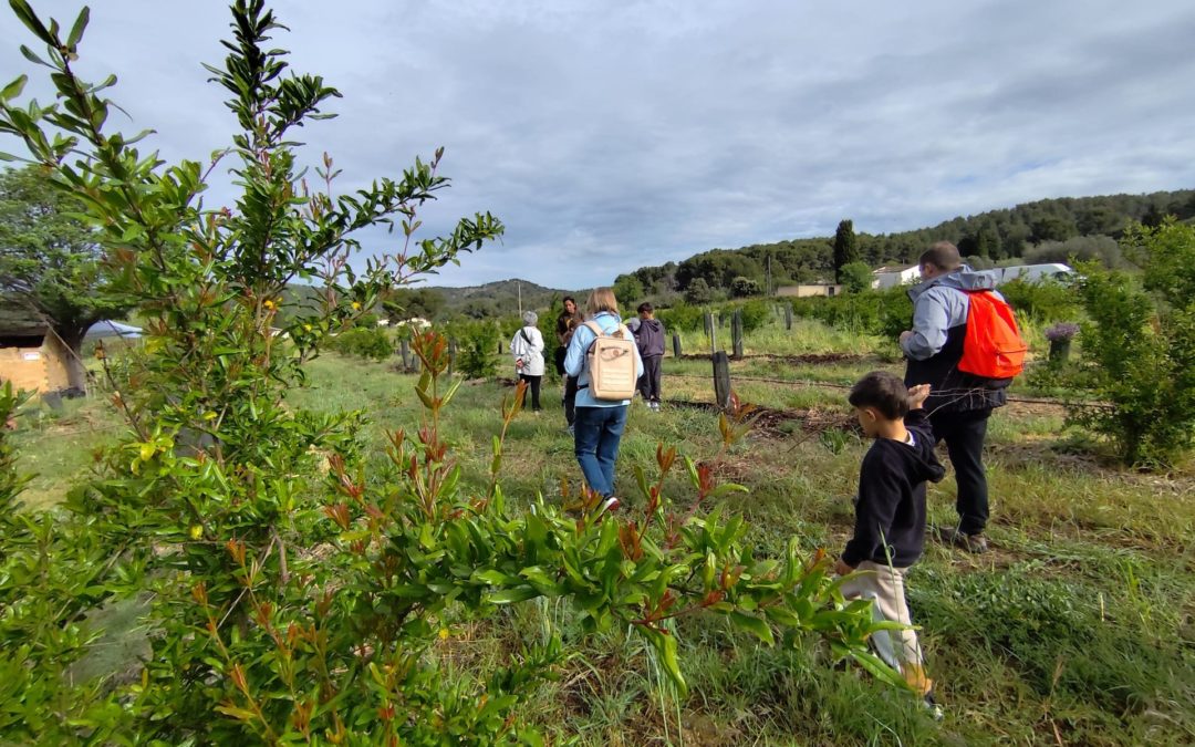 Cueillette de grenades à Martigues : Dégustation et récolte en famille !